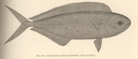 Pompano dolphinfish — David Starr Jordan / Barton Warren Evermann / Wikimedia Commons / Public domain