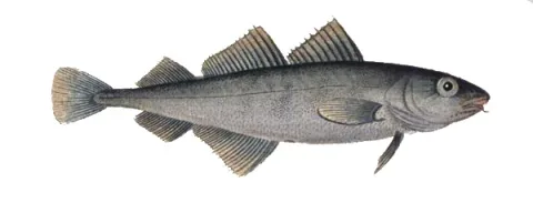 Poor cod — Krüger / Wikimedia Commons / Public domain