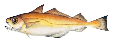 Poor cod — Gervais et Boulart / Wikimedia Commons / Public domain