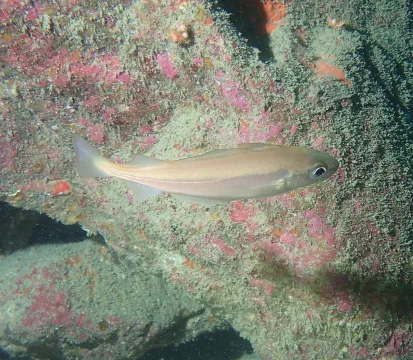 Poor cod — Julien Renoult / Wikimedia Commons / CC BY 4.0