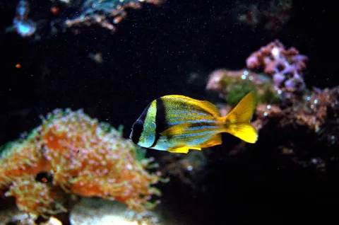 Porkfish — KoS / Wikimedia Commons / CC BY-SA 3.0