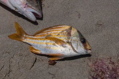 Porkfish — Wilfredor / Wikimedia Commons / CC0