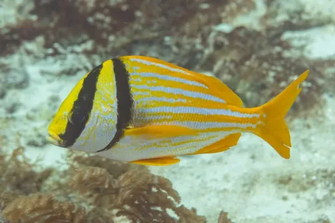 Porkfish — Diego Delso / Wikimedia Commons / CC BY-SA 4.0