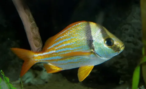 Porkfish — Brian Gratwicke / Wikimedia Commons / CC BY 2.0