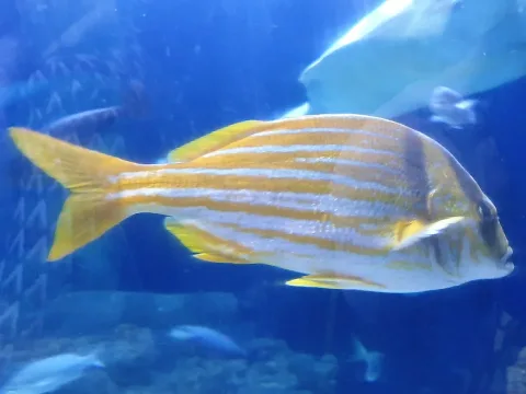 Porkfish — Emőke Dénes / Wikimedia Commons / CC BY-SA 4.0