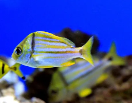 Porkfish — Karelj / Wikimedia Commons / CC BY-SA 3.0