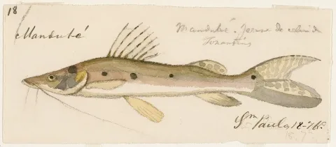 Porthole shovelnose catfish — Burkhardt, Jacques / Wikimedia Commons / Public domain