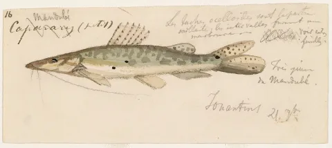 Porthole shovelnose catfish — Burkhardt, Jacques / Wikimedia Commons / Public domain