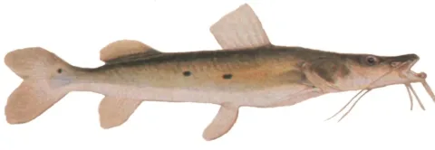 Porthole shovelnose catfish — Johann Natterer / Wikimedia Commons / Public domain