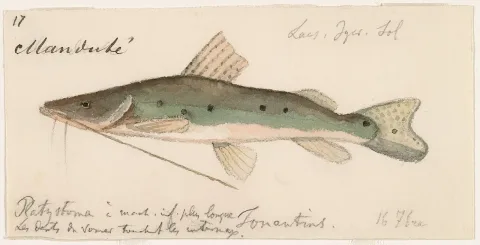 Porthole shovelnose catfish — Burkhardt, Jacques / Wikimedia Commons / Public domain