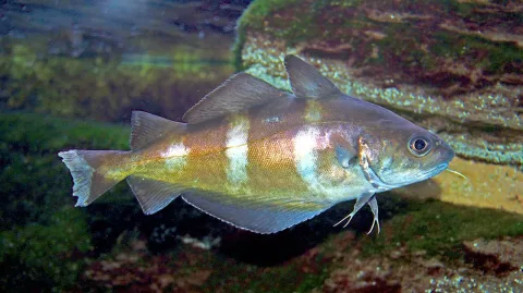 Pouting — H. Zell / Wikimedia Commons / CC BY-SA 3.0