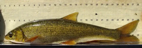 Pseudochondrostoma duriense — David Perez / Wikimedia Commons / CC BY 3.0