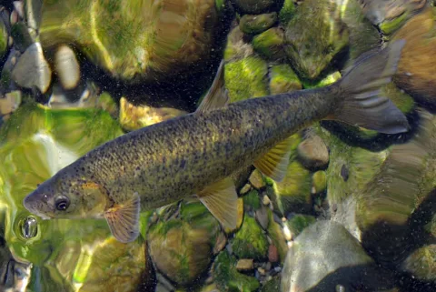 Pseudochondrostoma duriense — David Perez / Wikimedia Commons / CC BY 3.0