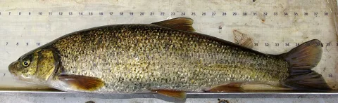 Pseudochondrostoma duriense — David Perez / Wikimedia Commons / CC BY 3.0