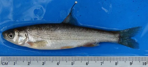 Nase — Pseudochondrostoma_willkommii1.jpg: Xurde78
derivative work: Diotime (你好) / Wikimedia Commons / CC BY 3.0