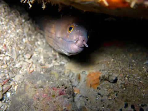 Purplemouth moray — NOAA Photo Library / Wikimedia Commons / CC BY 2.0