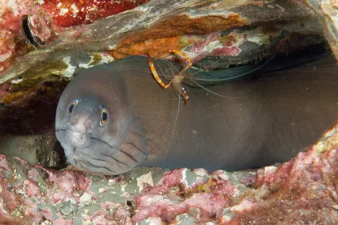 Purplemouth moray — NOAA Photo Library / Wikimedia Commons / CC BY 2.0