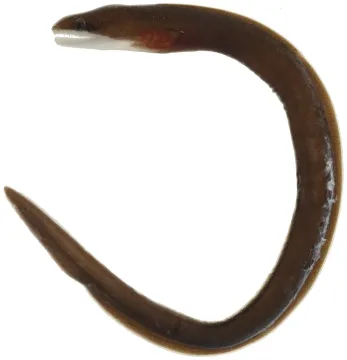 Purplemouth moray — Williams, J. T.; Carpenter, K. E.; Van Tassell, J. L.; Hoetjes, P.; Toller, W.; Etnoyer, P.; Smith, M. / Wikimedia Commons / CC BY 2.5