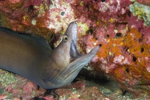 Purplemouth moray — NOAA Photo Library / Wikimedia Commons / CC BY 2.0