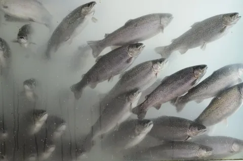 Rainbow trout — Zeynel Cebeci / Wikimedia Commons / CC BY-SA 4.0