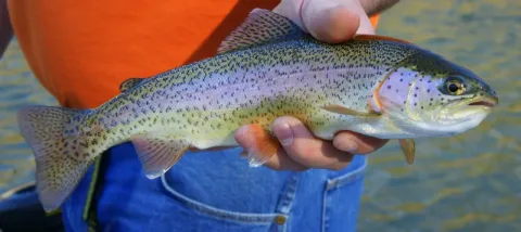 Rainbow trout — Mike Anderson / Wikimedia Commons / CC BY-SA 3.0