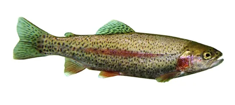 Rainbow trout — Jonathunder / Wikimedia Commons / CC BY-SA 3.0