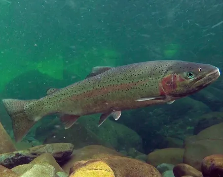 Rainbow trout — USFWS / Wikimedia Commons / Public domain