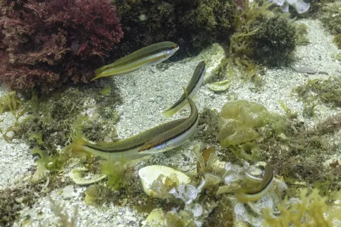 Rainbow wrasse — Diego Delso / Wikimedia Commons / CC BY-SA 4.0