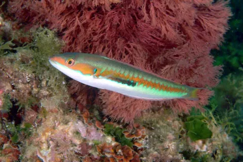 Rainbow wrasse — Etrusko25 / Wikimedia Commons / Public domain
