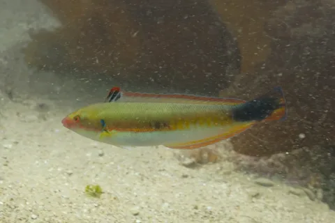 Rainbow wrasse — Diego Delso / Wikimedia Commons / CC BY-SA 4.0
