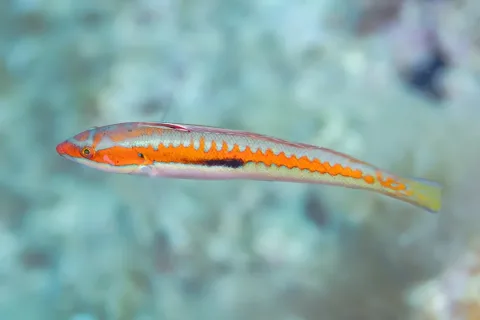 Rainbow wrasse — Diego Delso / Wikimedia Commons / CC BY-SA 4.0