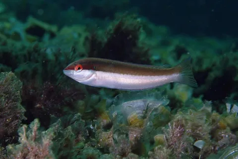 Rainbow wrasse — Etrusko25 / Wikimedia Commons / Public domain