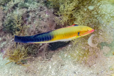 Rainbow wrasse — Diego Delso / Wikimedia Commons / CC BY-SA 4.0