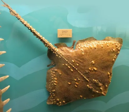 Thornback ray — Gunnar Creutz / Wikimedia Commons / CC BY-SA 4.0