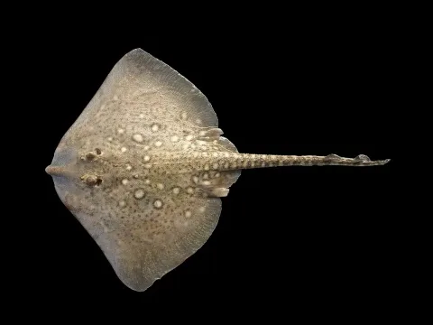 Thornback ray — Hans Hillewaert / Wikimedia Commons / CC BY-SA 4.0