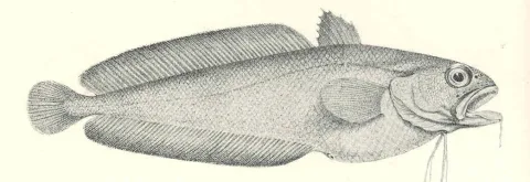Red codling — Edgar Ravenswood Waite / Wikimedia Commons / Public domain