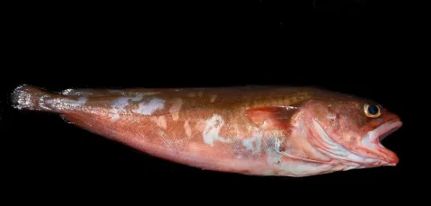 Red codling — Brian Gratwicke / Wikimedia Commons / CC BY 2.0