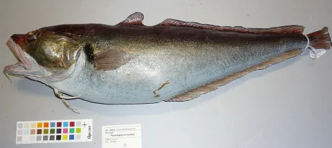 Red codling — Tom Trnski / Wikimedia Commons / CC BY 4.0