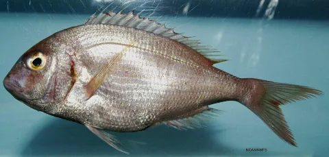 Red porgy — SEFSC Pascagoula Laboratory; Collection of Brandi Noble, NOAA/NMFS/SEFSC /  NOAA Photo Library / Wikimedia Commons / Public domain