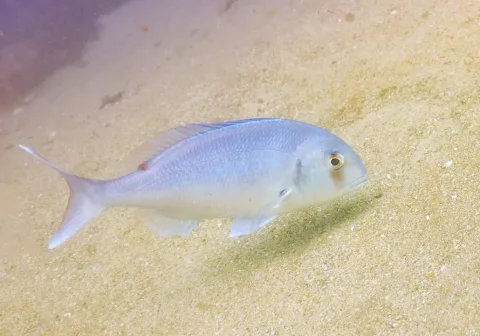 Red porgy — Diego Delso / Wikimedia Commons / CC BY-SA 4.0