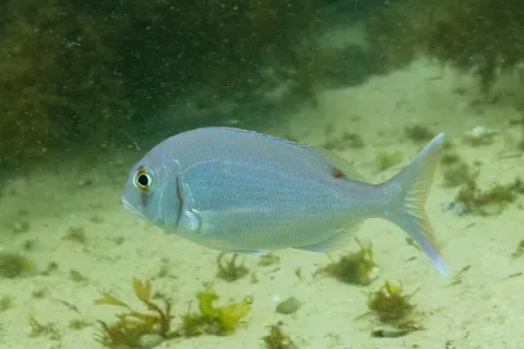 Red porgy — Diego Delso / Wikimedia Commons / CC BY-SA 4.0