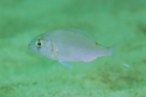 Red porgy — Diego Delso / Wikimedia Commons / CC BY-SA 4.0