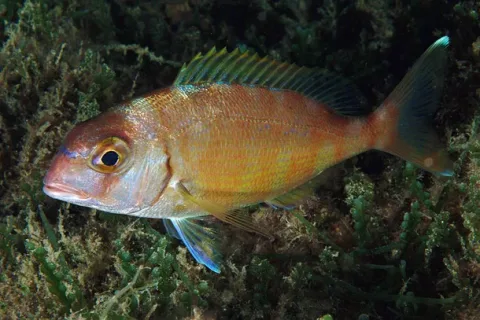 Red porgy — Etrusko25 / Wikimedia Commons / Public domain