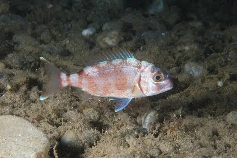 Red porgy — Julien Renoult / Wikimedia Commons / CC BY 4.0