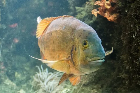 Redbanded seabream — Johannes Maximilian / Wikimedia Commons / CC BY-SA 4.0
