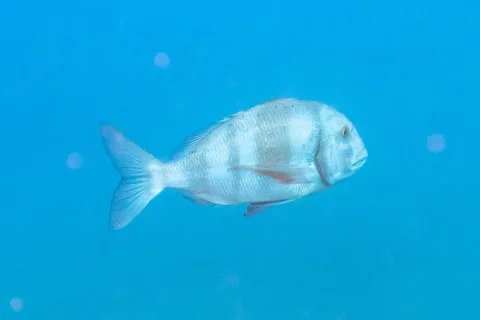 Redbanded seabream — Diego Delso / Wikimedia Commons / CC BY-SA 4.0