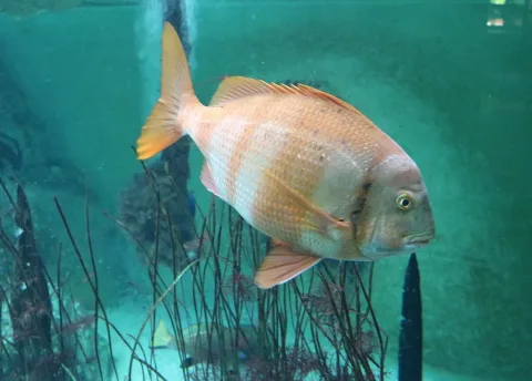 Redbanded seabream — Suzelfe / Wikimedia Commons / CC BY-SA 4.0