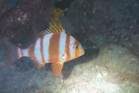 Redbanded seabream — michael_bommerer / Wikimedia Commons / CC BY 4.0