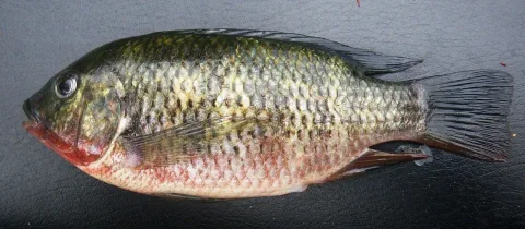 Redbreast tilapia — South African Institute for Aquatic Biodiversity / Wikimedia Commons / CC BY-SA 4.0