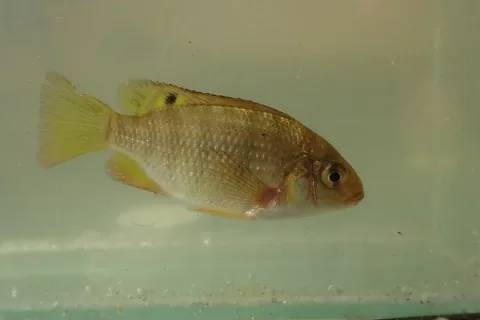 Redbreast tilapia — Andrew Deacon / Wikimedia Commons / CC0